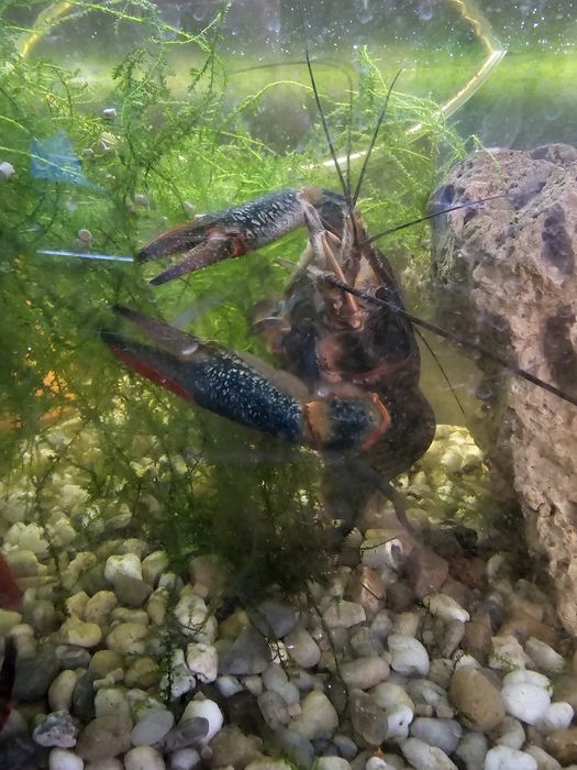 Lagostim azul xl 20-25 cm (Procambarus alleni)