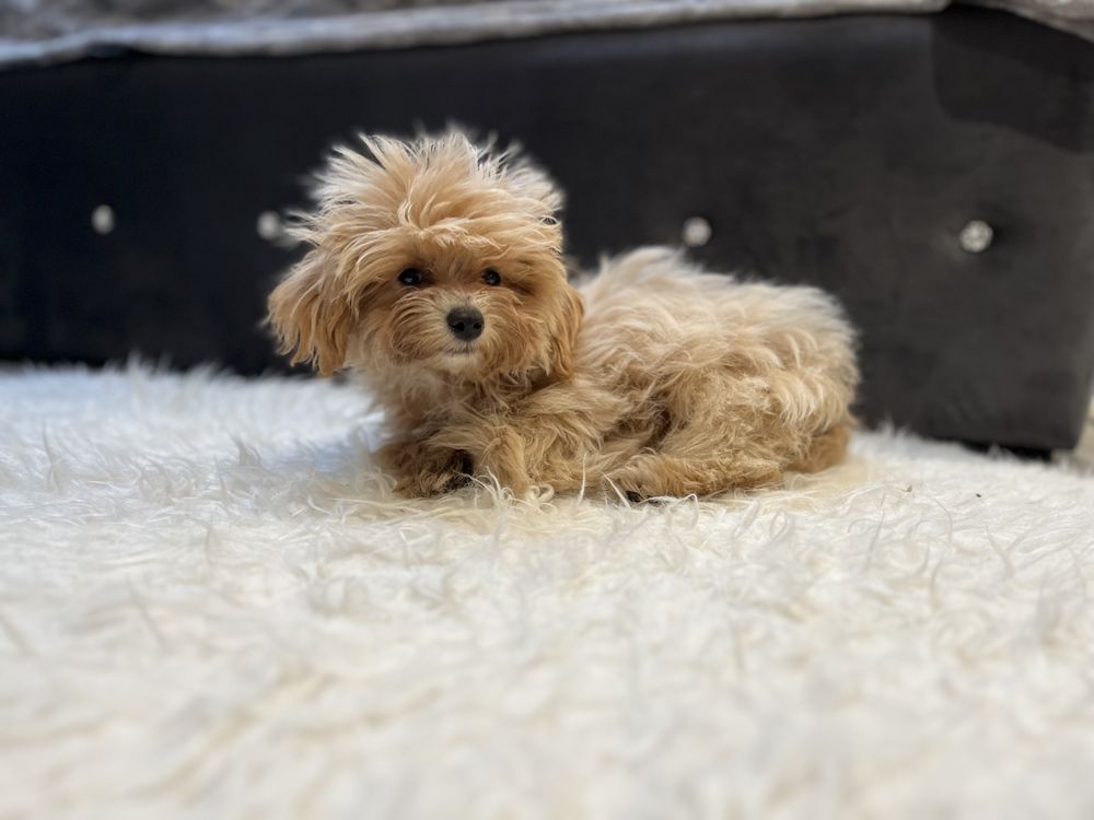 Maltipoo f1 pies karmelowy apricot cappucino pudel toy red maltanczyk