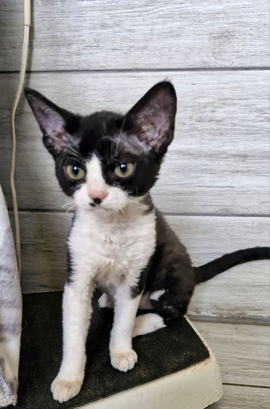 Devon Rex Pasja koteczka  czarno biała