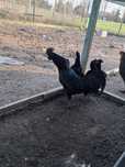 Jaja lęgowe Ayam Cemani