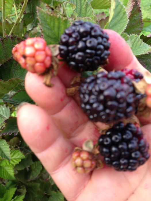 Еже-малина ежевика и др