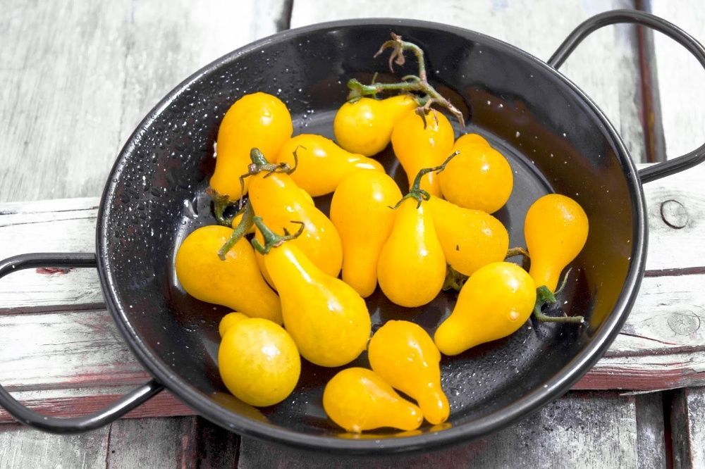 50 Sementes Tomate Pera Amarelo