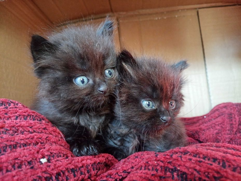 Котики у добрі руки