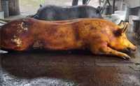 мясо свинини (туша, пів-туші, чверть-туші) 105грн./кг