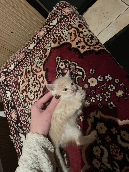 Віддємо кошенятко в добрі руки