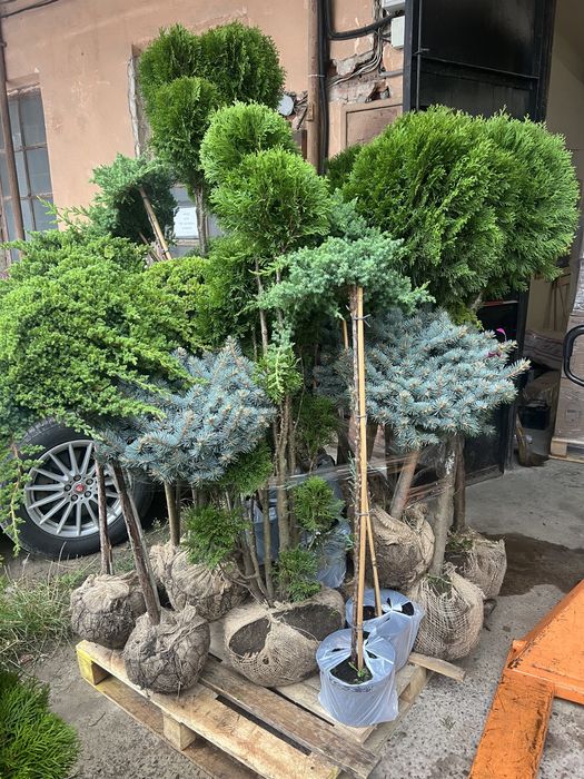 Туї, штамбові рослини, кипариси