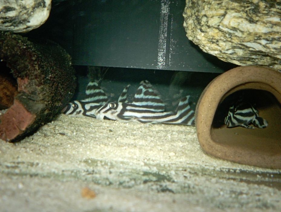 Para Hypancistrus zebra L46 zbrojniki glonojad