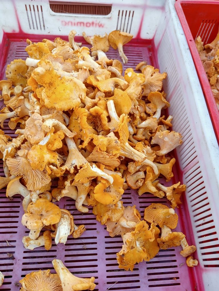 Grzyby świeże 5 kg
