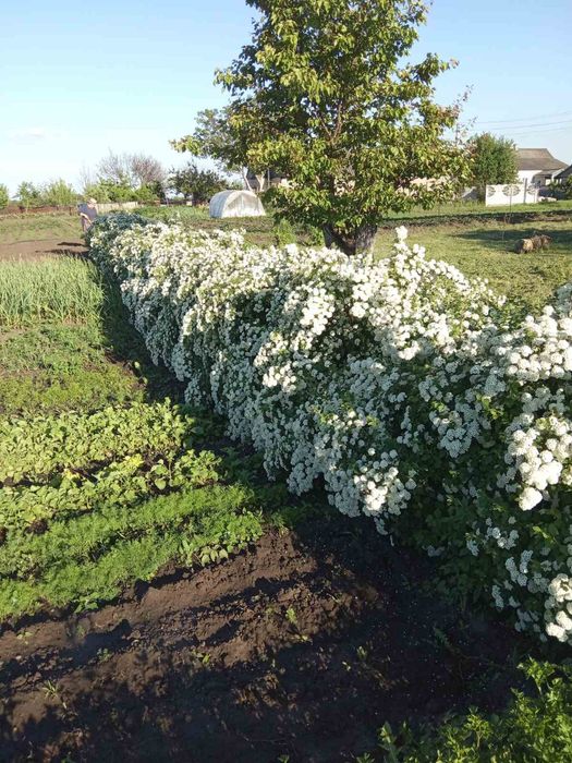 Спірея Вангутта (белая невеста)