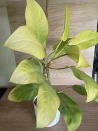 Philodendron Lemon Lime