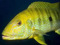 Bulengerochromis microlepis 30-40cm