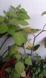 Phisalis