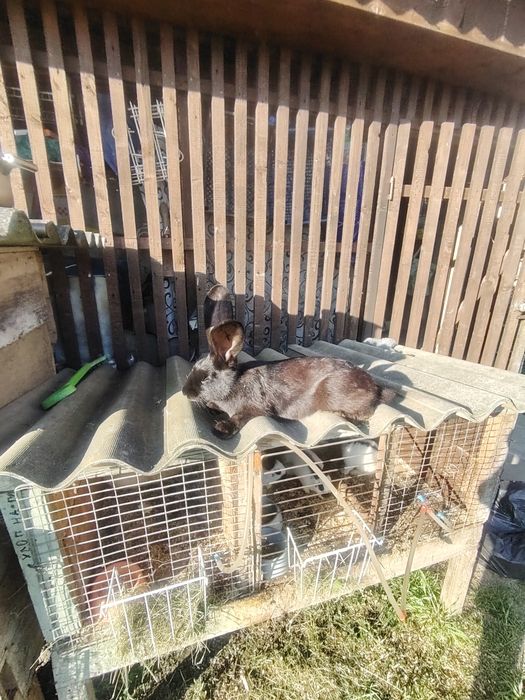 Продам кроликів чисто кровний німецький строкач