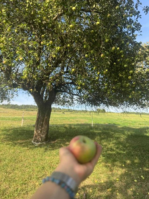 Sok tłoczony jabłkowy 100% naturalny ze starych odmian jabłek