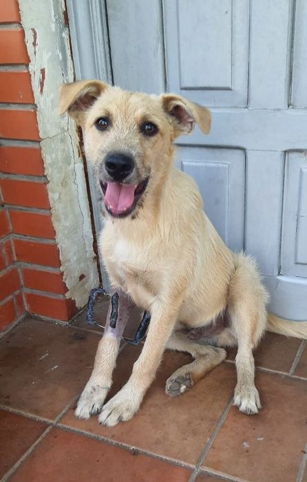 Отдам даром в добрые руки щенка