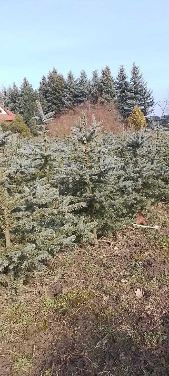 Sprzedam świerki