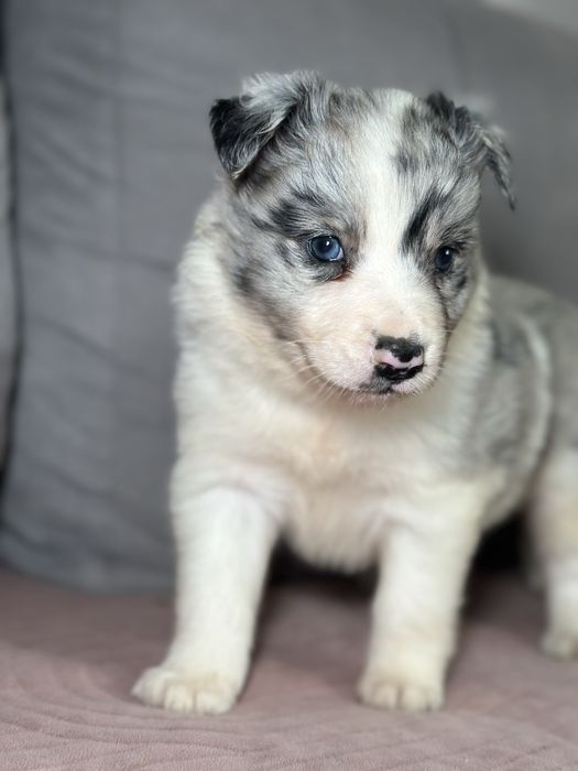 Suczka border collie blue merle