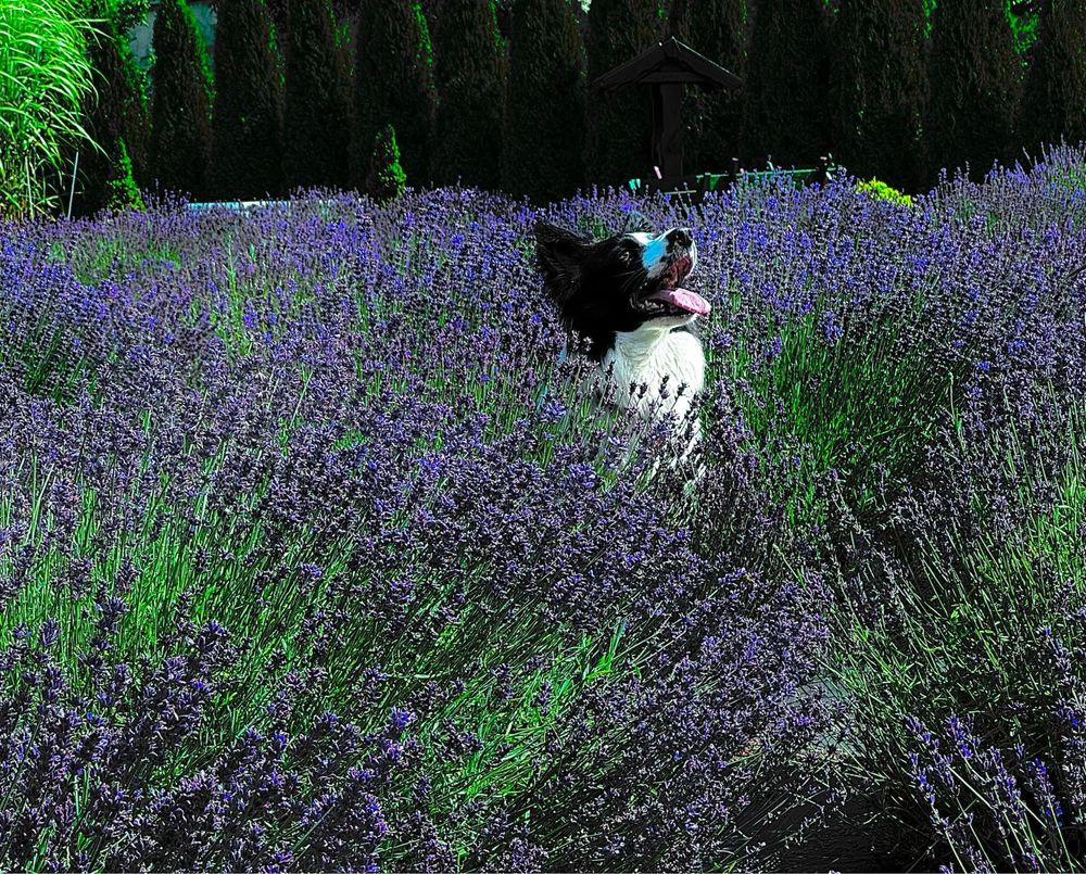 Border Collie FCI ZKWP