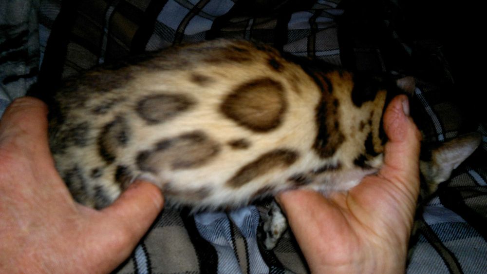 Лагідні бенгалодітки в очікуванні своєї родини(з документами)