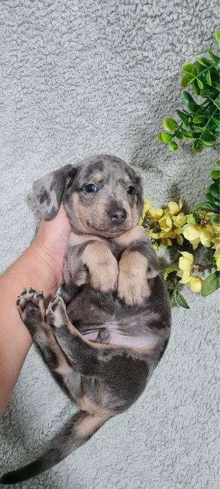 Excelente menino Teckel Blue Merle de Qualidade