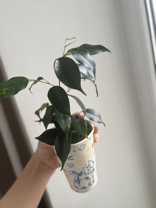 Фікус Денілайт молодий