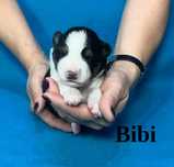 Border Collie, Suczka z Rodowodem, Rodzice przebadani, Bibi