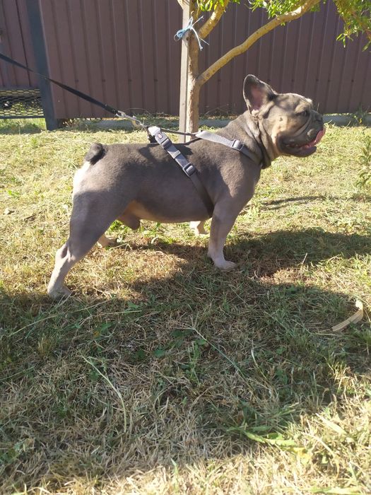 Вязка. Голубо-палевый соболь. Французский бульдог. Кобель.