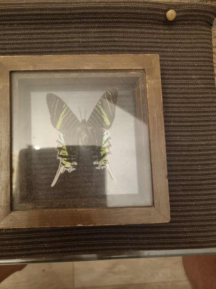 Motyl w gablotce