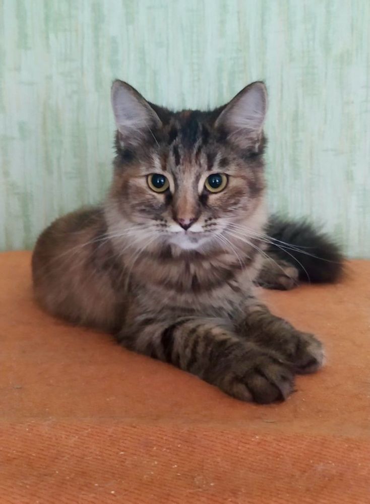 Котенок кошка девочка пушистая полосатая трехцветная