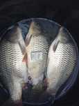 karp od 25 do35 cm 1szt 25zł 35zł już dostępne inne amur sum