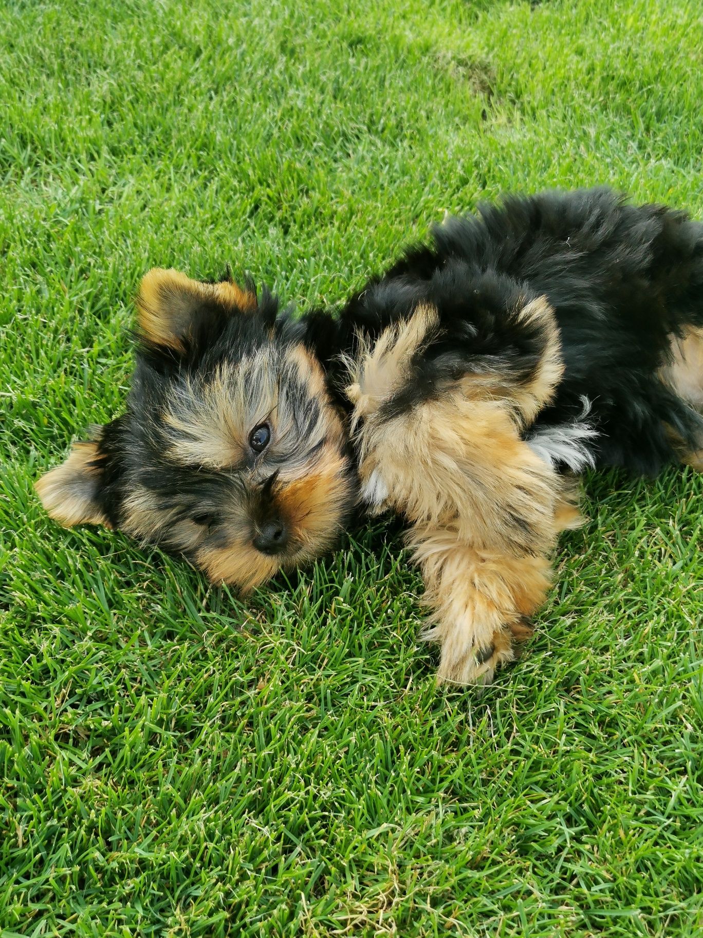 Yorkshire terrier piesek