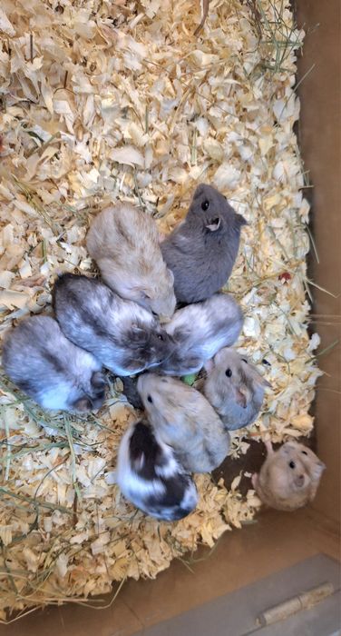 Chomik dżungarski samczyki I samiczki.