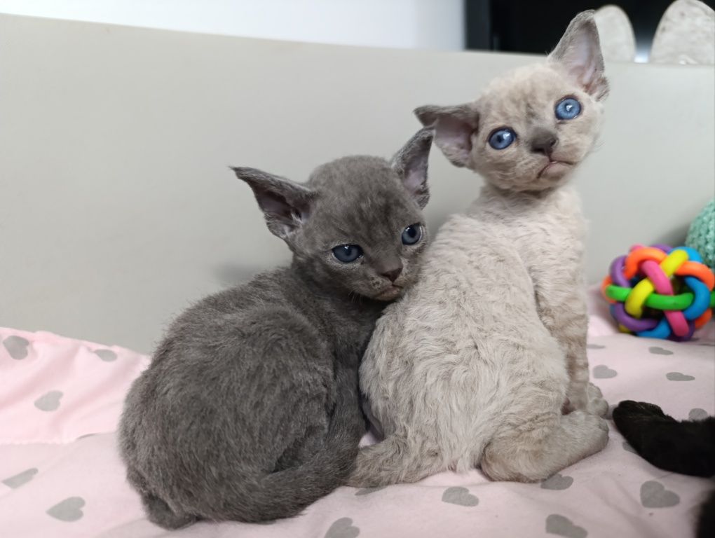Kotka Devon rex point niebieski rodowód FPL