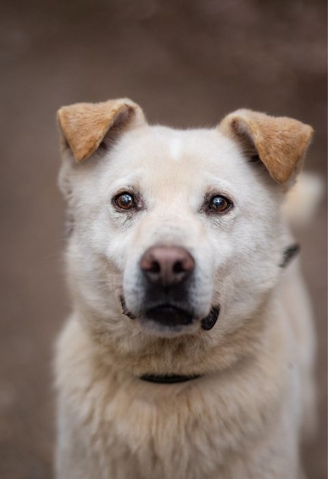 Przyjazny psiak Ever szuka domu na zawsze