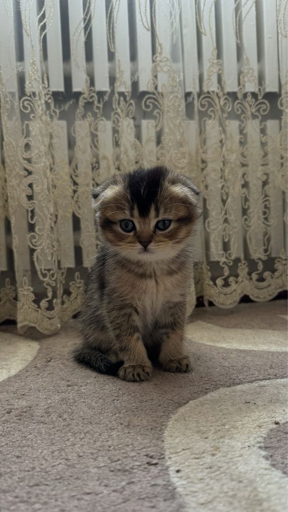 Кошенята від золотого шиншили