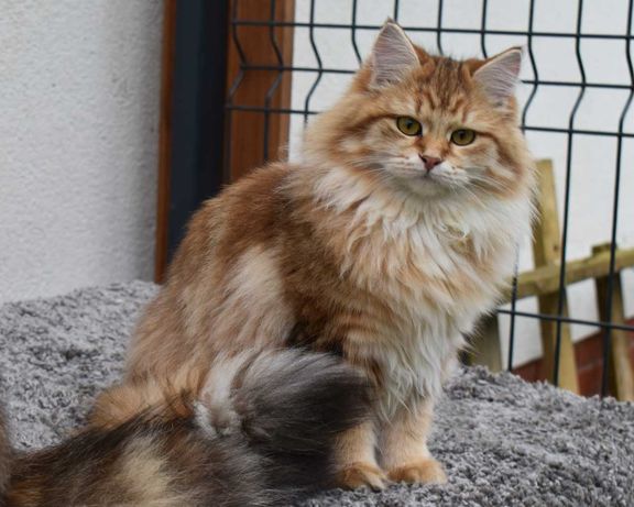 Złota kotka syberyjska-w nowym domu