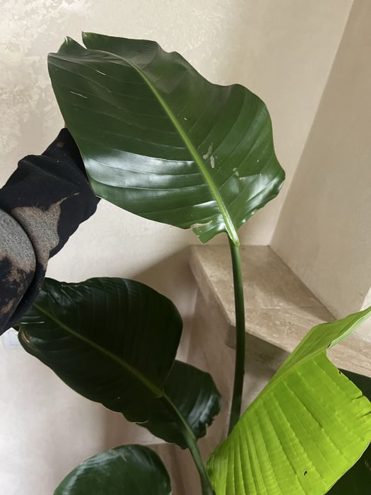 стреліція, вазон великий,  Реджина, стреліція Миколая , Юкка, фикус