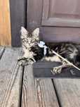 Czarny pregowany kociak Maine Coon
