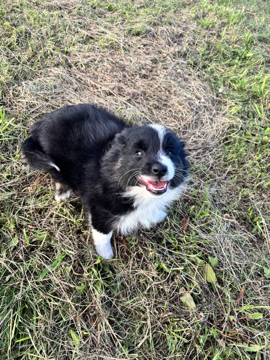 border collie piesek