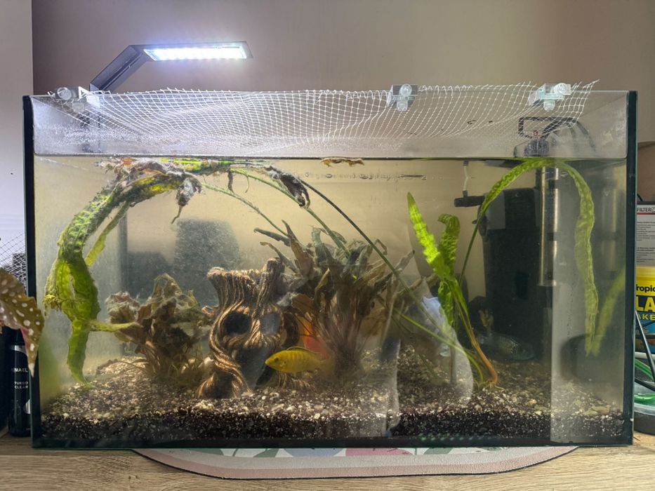 Akwarium z rybkami