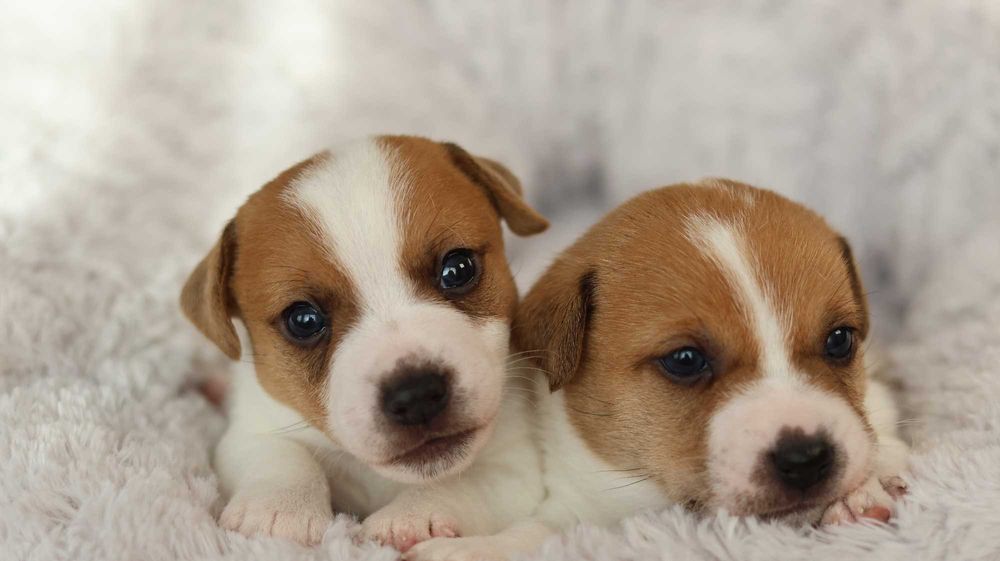 Piesek Jack Russell Terrier/BREFIO-/badania genet.