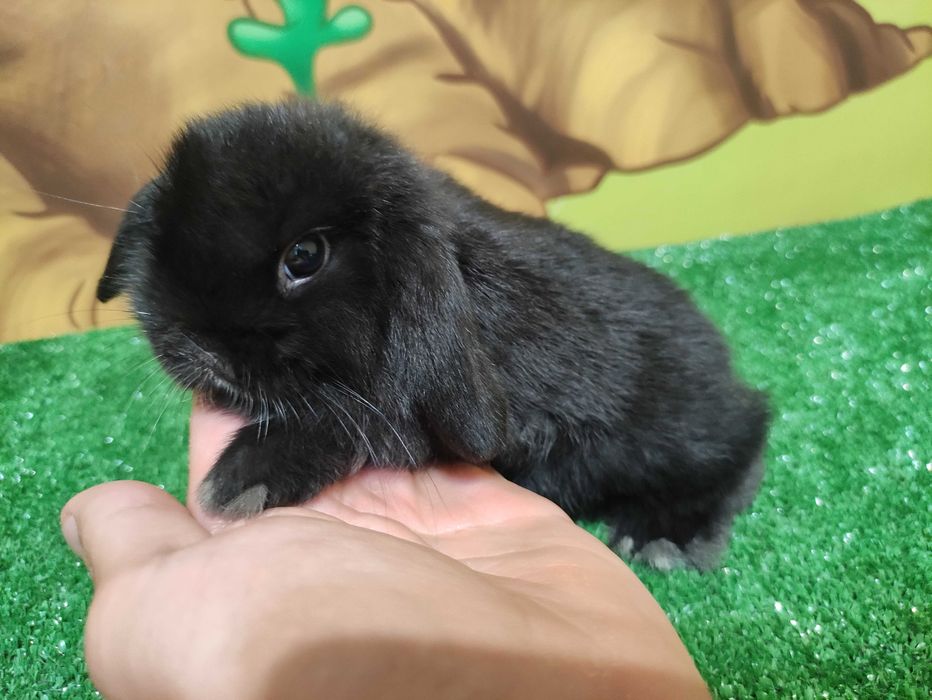 AKTUALNE Mini Lop czarny miniaturka karzełek baranki teddy samiczka