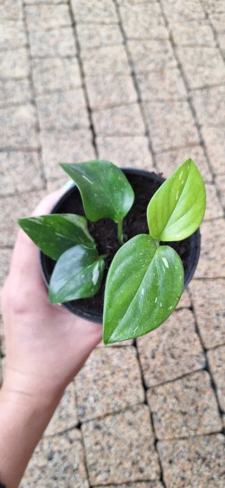 Monstera standleyana variegata philodendron cobra