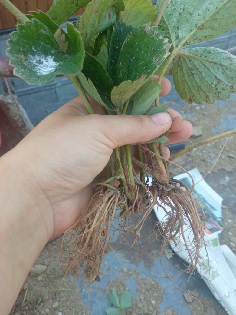 Sadzonki truskawek 5 odmian