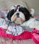 Śliczna dziewczynka  Shih Tzu ZKwP(FCI)