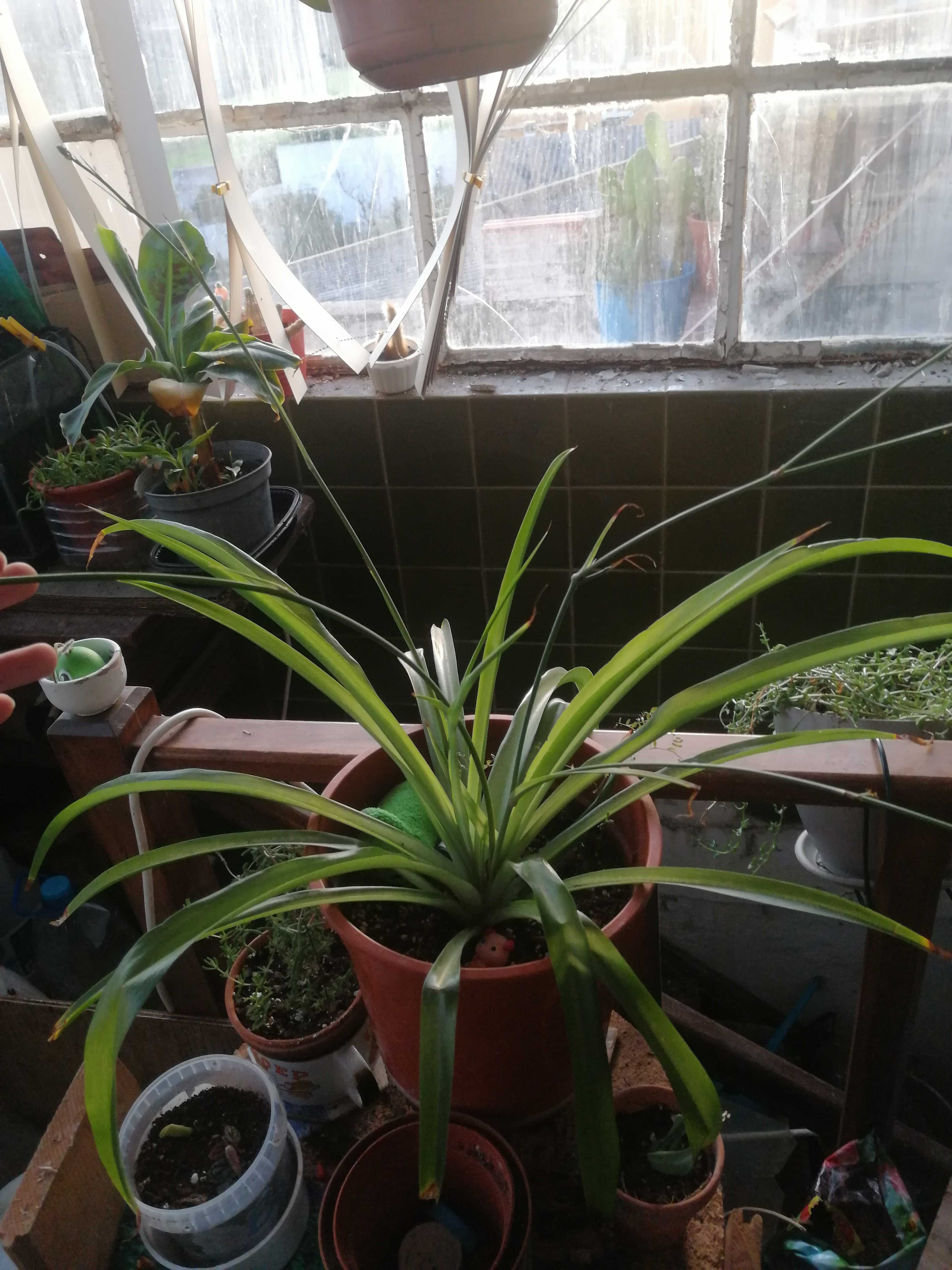 Planta Anthericum liliago