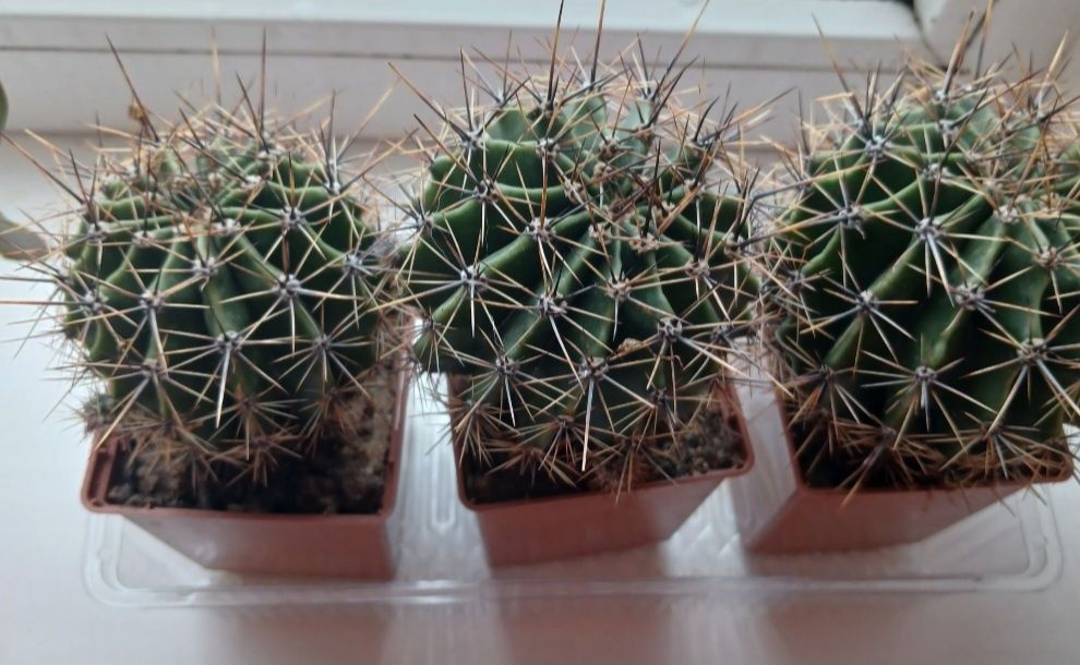 Кімнатні рослини різні