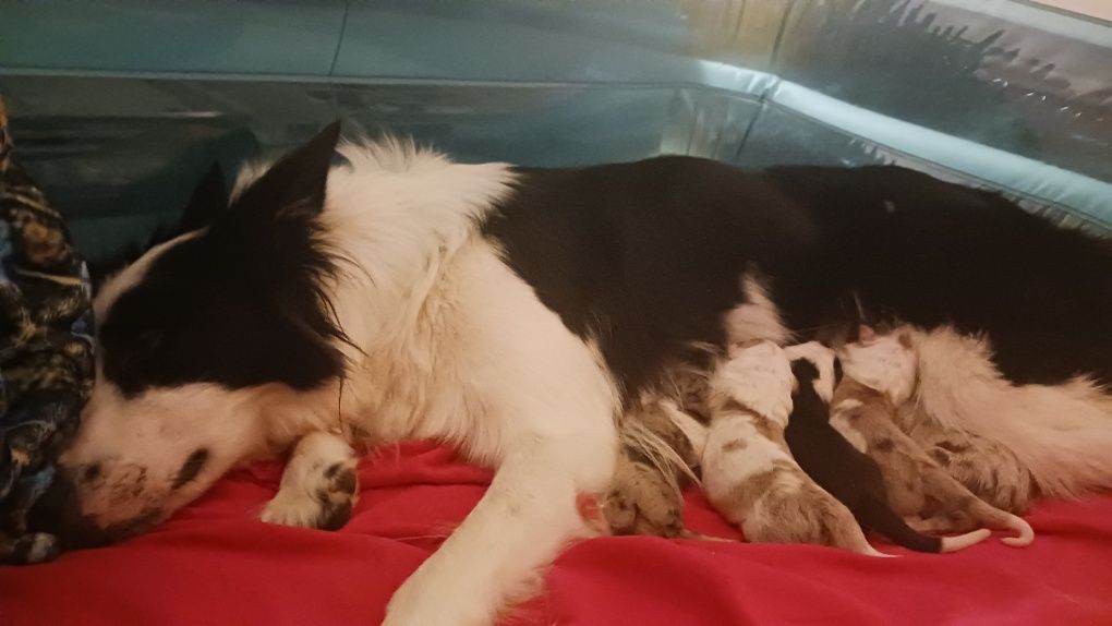 Border collie red merle com pedigree