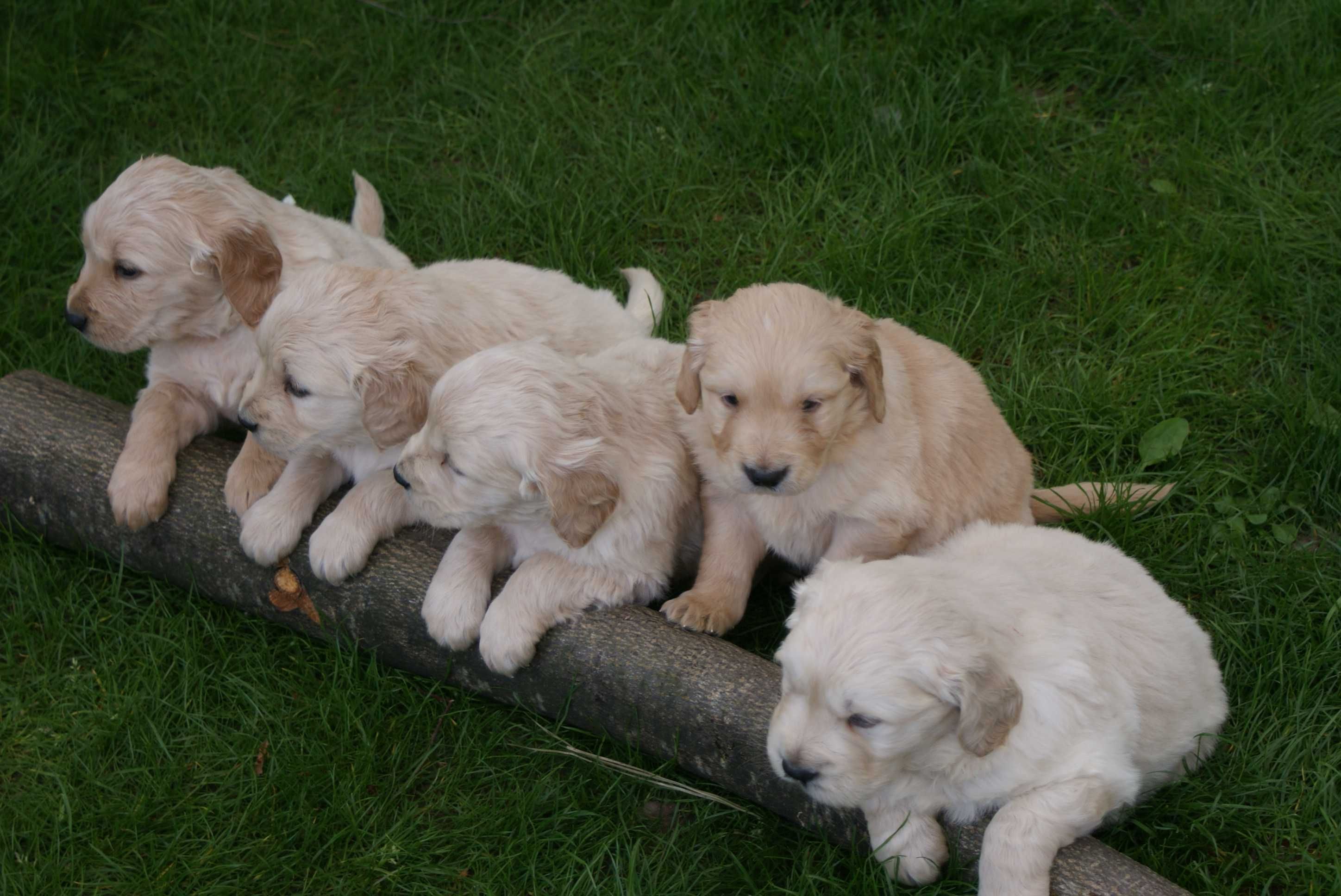 Golden Retriever rodowodowy Piękne złote szczenięta do rezerwacji !!