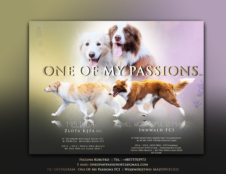 Border Collie ZKwP FCI sunia gotowa do odbioru